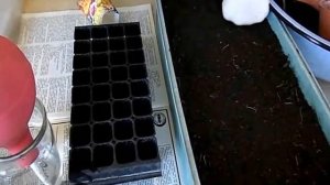 Сеем гелихризум на рассаду.2 способа.