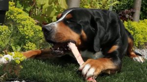 Greater Swiss Mountain Dog eating Raw Food