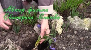 Пролески. Как посадить растение?