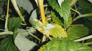 Зеленый кузнечик