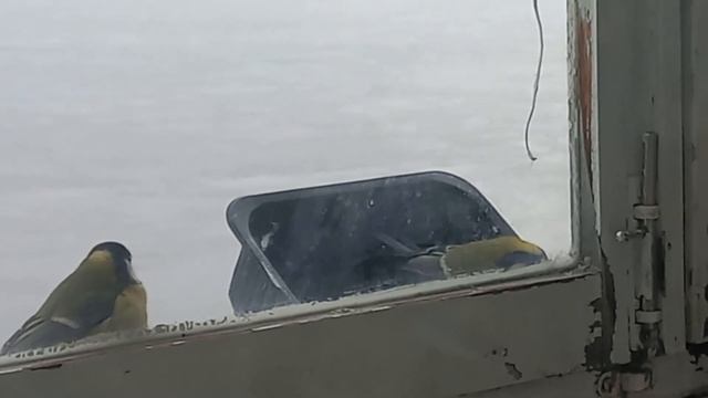 ПТИЧКА _ СИНИЧКА , КОРМУШКА НА БАЛКОНЕ— сделано в Clipchamp смотреть онлайн