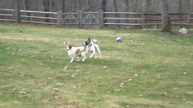 Jack Russell Terrier Puppy Wegman and Finn смотреть онлайн