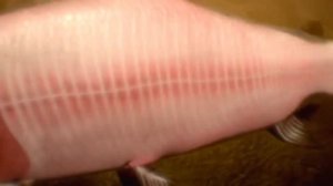 Тигровая рыба ГОЛИАФ. Речной монстр - опасная рыба. Подводный мир