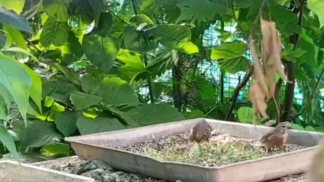 Птицы в вольере. Щегол реполовы и варакушка на закуску.