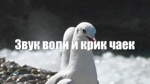 Звуки моря (волны, чайки). Видео 2 часа для расслабления и медитации