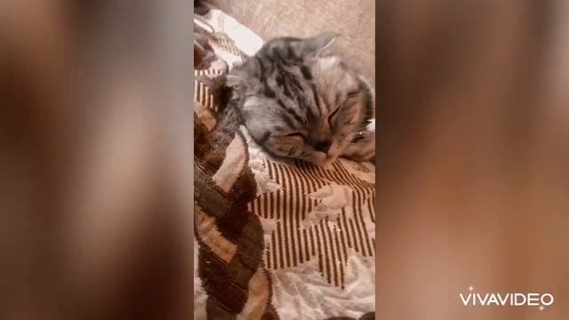 Шотландские кошки❤️ смотреть онлайн