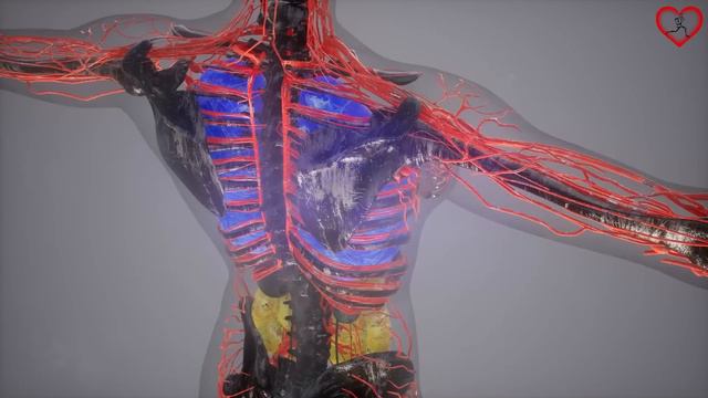 Este es un gran Remedio Natural para la TOS con Flema Dolor en la Garganta y aumentar las defensas