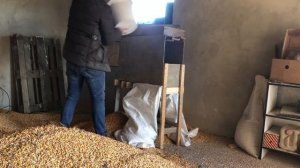 Собрал кукурузу, как сушить? Сушка кукурузы без сушылки?