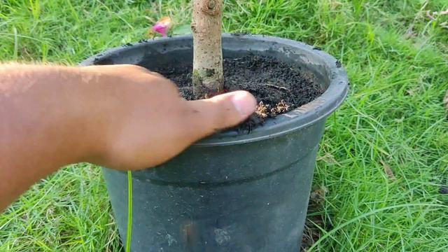 3 Secrets To Achieve Extreme Flowering In Bougainvillea | Force Bloom Bougainvillea In Just 3 Weeks смотреть онлайн