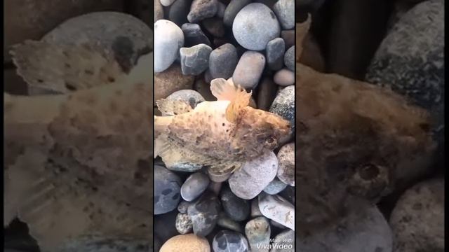 #Fishing on the black sea #рыбалка на черном море) смотреть онлайн