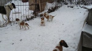 Щенки Русской Псовой Борзой. Тюмень. Продажа! 89821338027