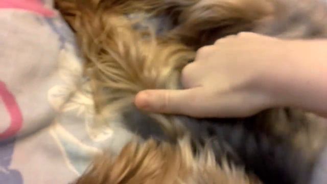 Моя маленькая псинка Чак! смотреть онлайн