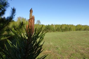 Участок в деревне Селиваново