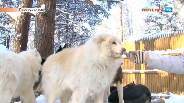 Хаски парк 06 02 19 смотреть онлайн