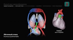 Сосуды малого круга кровообращения