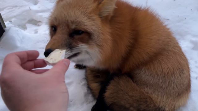 Алиса - лиса. Сыр смотреть онлайн