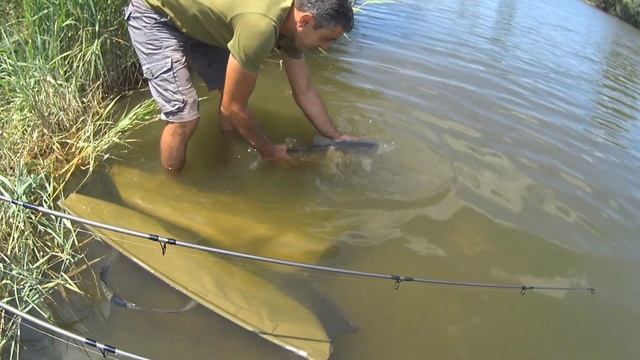 Ловля АМУРА! Рыбалка с подписчиком #ВИТО смотреть онлайн