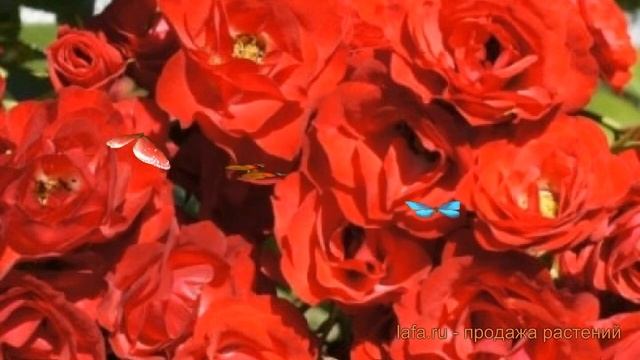 Роза почвопокровная Скарлет Мейяндекор ? обзор: как сажать, саженцы розы Скарлет Мейяндекор