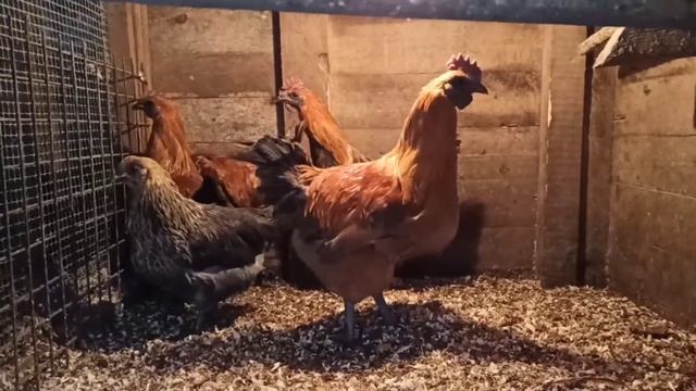 Порода кур Лакеданзи, обмен, продажа смотреть онлайн