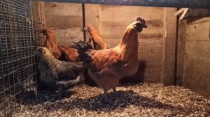 Порода кур Лакеданзи, обмен, продажа