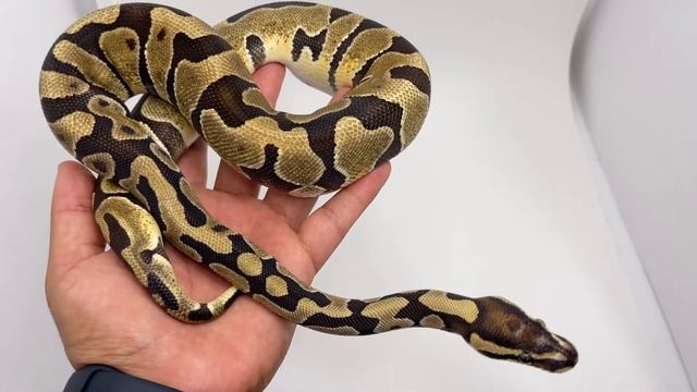 Quick Look At The ENCHI SCALELESS HEAD Ball Python Morph!