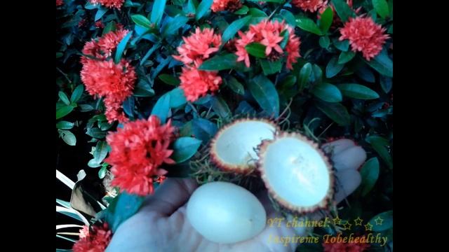 Tropical fruit: Rambutans