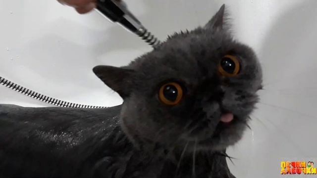 ?Как купаются кошки? Наша британская кошка Лёля принимает душ. British cat is washing смотреть онлайн
