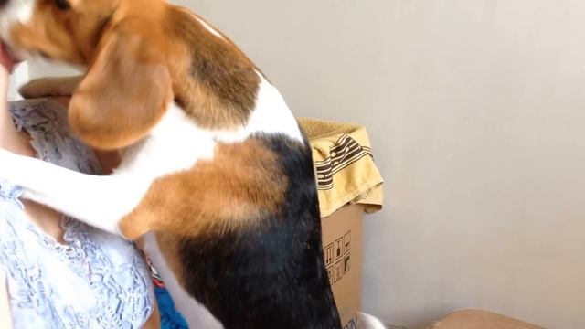 Вот что сделала моя собака, когда меня не было дома (Бигль) What my dogs did when I wasn't at home