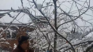ВАУ! Мы обрезаем наши деревья зимой !
