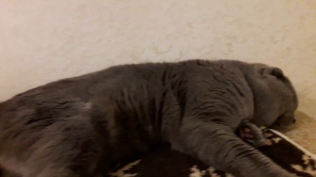 Биколорная шотландская девочка, Scottish fold смотреть онлайн