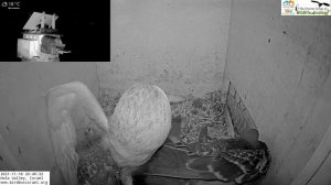 Horror! Wild Barn owl pigeon killer attacks 4 pigeons, KILLS one in LIVE Barn Owl/ Pigeon Israel