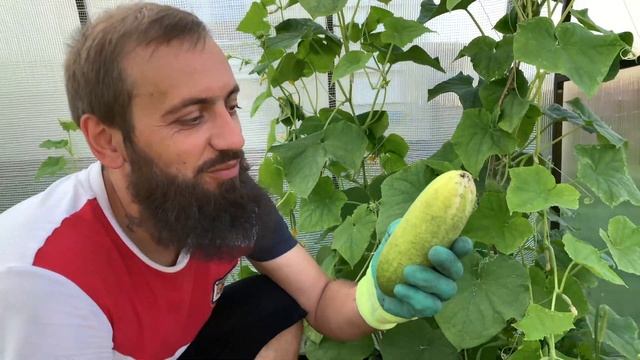 Огурцы в теплице посадка, уход, сбор урожая ВЛОГ смотреть онлайн