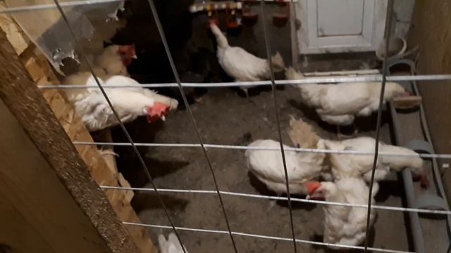 Козы в нашей жизни. Как появились. Рассказ с начала... смотреть онлайн