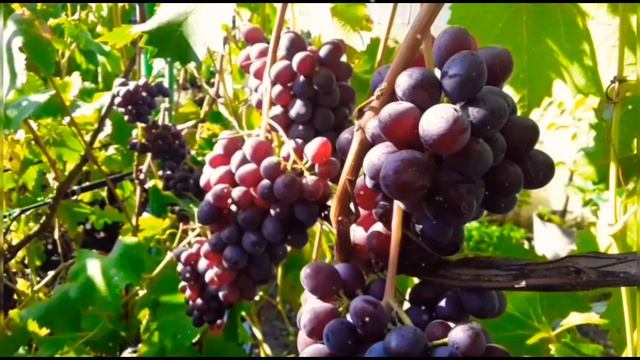 Памятка для начинающих виноградарей