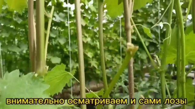 АЛЬТЕРНАРИОЗ НА ВИНОГРАДЕ.