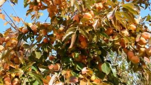 Xурма королёк. Полезные свойства.