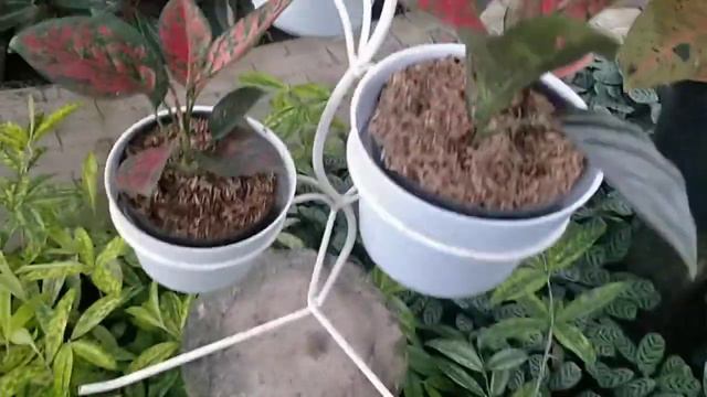 ANEKA JENIS TANAMAN HIAS DAN HARGANYA#mitrataniprenggan#tanamanhias#tanamanhiasjogja смотреть онлайн