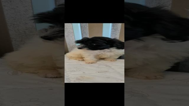 Мальтипу мальчики