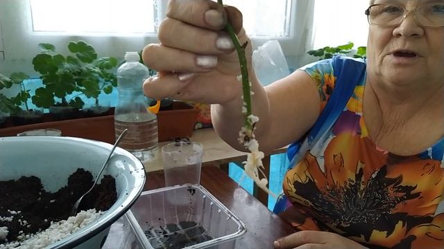 #Пересадка#черенков#розы,#очитка и #прочее... смотреть онлайн