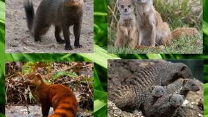 Библиотечный урок по произведению Киплинга "Рикки - Тикки - Тави"