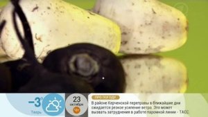 Какие существуют виды редьки, что из нее приготовить, как использовать полезные свойства?