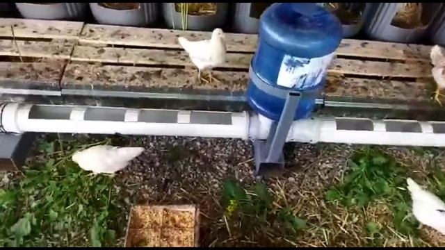 Обустройство Курятника. Поилка своими руками.