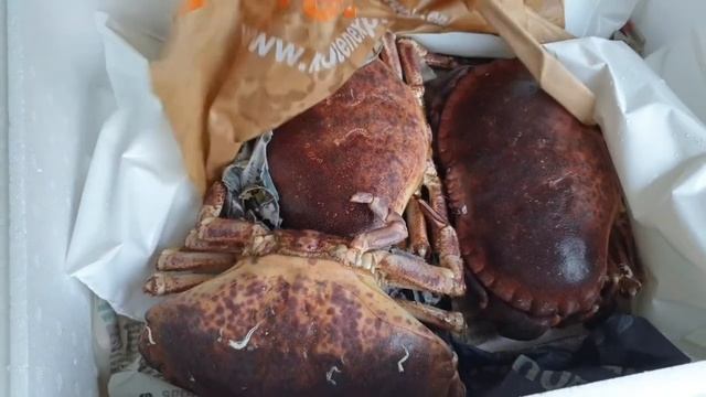 Как правильно варить живых крабов смотреть онлайн