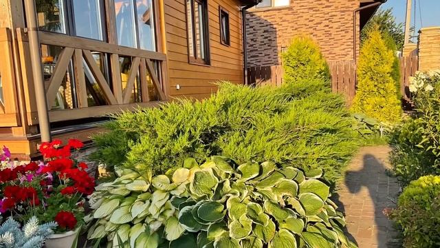 Август - время метельчатых гортензий. Утро в саду. смотреть онлайн