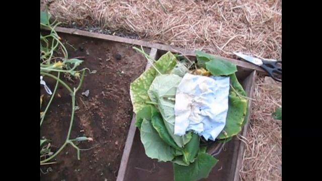 БЕЛАЯ ГНИЛЬ на ОГУРЦАХ!!! Подгнивают огуречные плети!!! ЧТО ДЕЛАТЬ??? смотреть онлайн