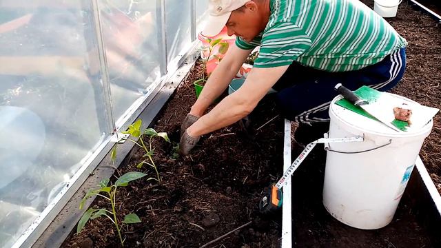 Посадка сладкого перца в теплицу!Planting sweet peppers in a greenhouse! смотреть онлайн
