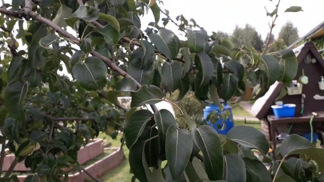 Невероятно вкусный сорт груши для Средней полосы смотреть онлайн