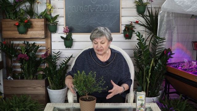 Комнатное цветоводство ? Пересадка растений в Марте ? Советы от Garden zoo ?