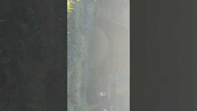 полесские болота,под Иваново Беларусь