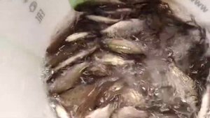 Живец КАРАСЬ. Продажа живых насадок.